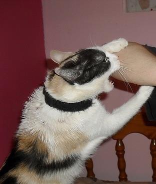 Chat s'attaquant au bras, à Metz (Moselle, 57)